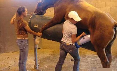 女人给马取精视频,揭秘女性视角下的马取精视频奇观