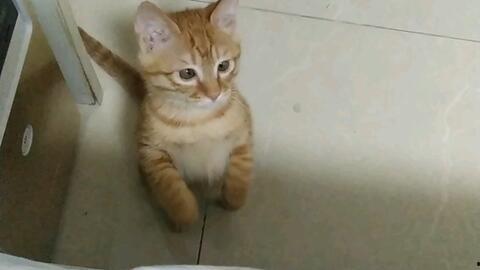 小猫吃鸡爆料视频在线观看,萌宠挑战美食，爆笑视频引网友热议