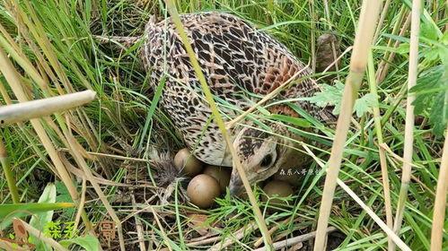 野鸡妈妈 在线播放