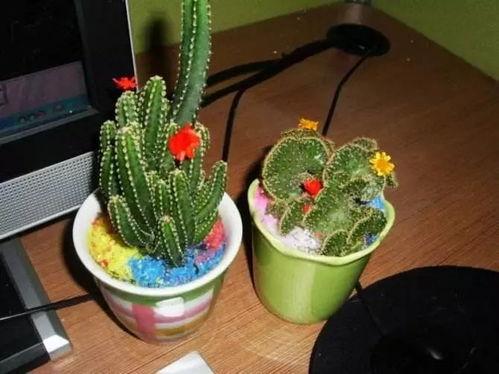 仙人掌黎明在线播放,揭秘仙人掌黎明在线播放背后的故事